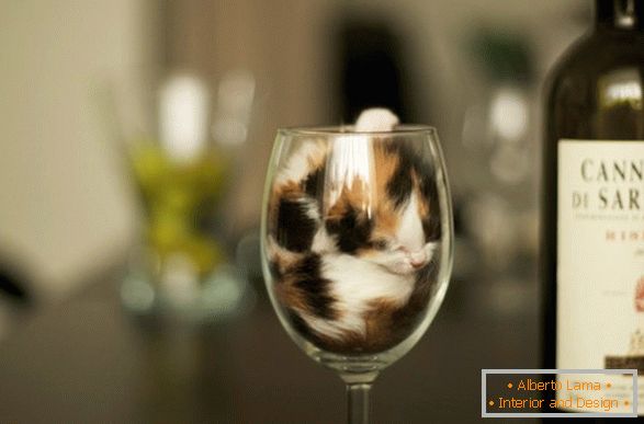 Egy cica egy pohár borban