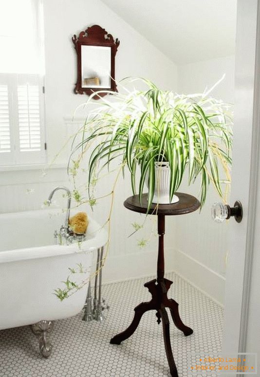 Fürdőszobai dekoráció beltéri növényekkel