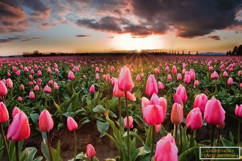 Tavaszi virágföldek Hollandiában