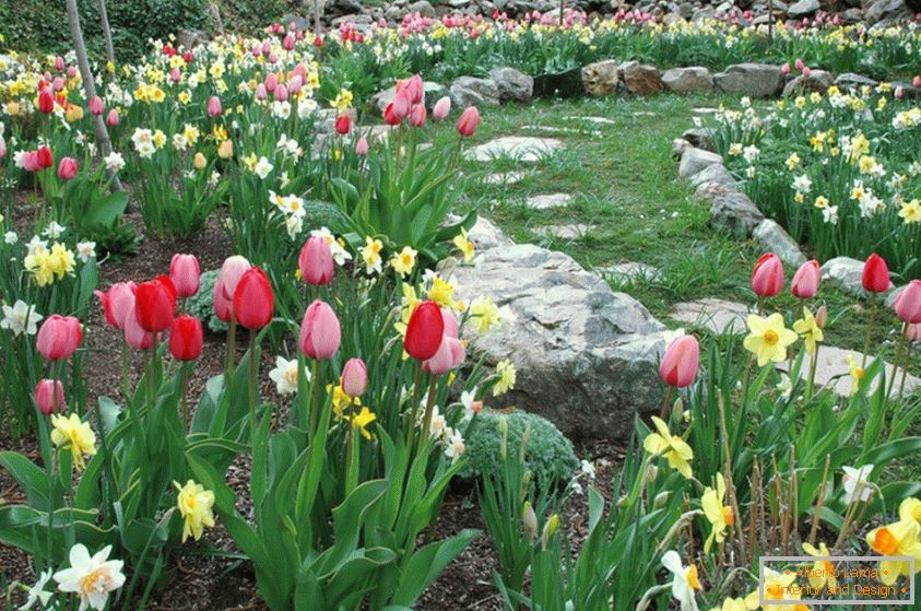 Nárciszok és tulipánok
