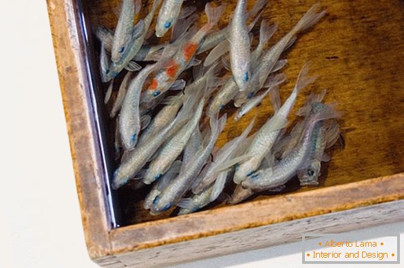 A művész Riusuke Fakeori halból származó szokatlan képek
