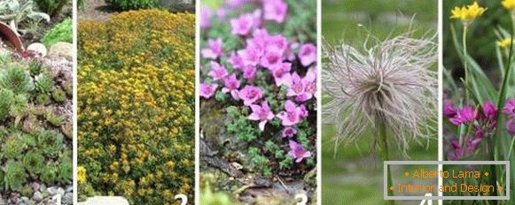 A legjobb növények az alpesi csúszdahoz - fotók és nevek