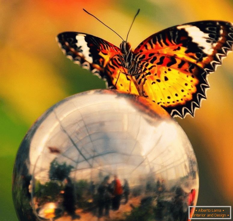 Butterfly-on-ball-9967