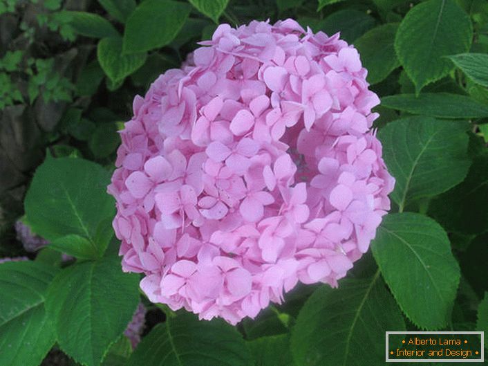 A nagylevelű hortenzia puha rózsaszín.