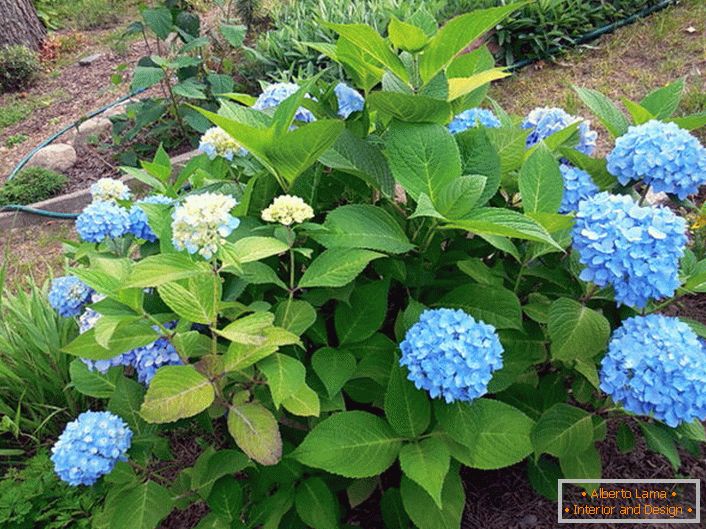 Hortenzia nagylevelű Bloom Star kék virágokkal.