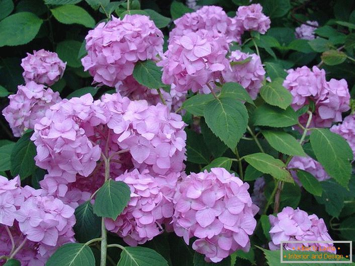 Halvány lila virágok hortenzia nagylevelű díszítő minden kert.