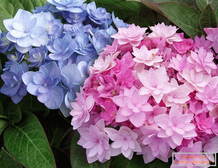 Hidrangea félhullámú virágok Blushing Bride Endless Summer.