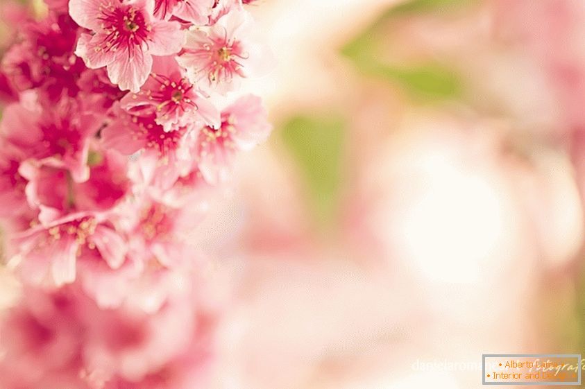 Színes fénykép rózsaszín virágok
