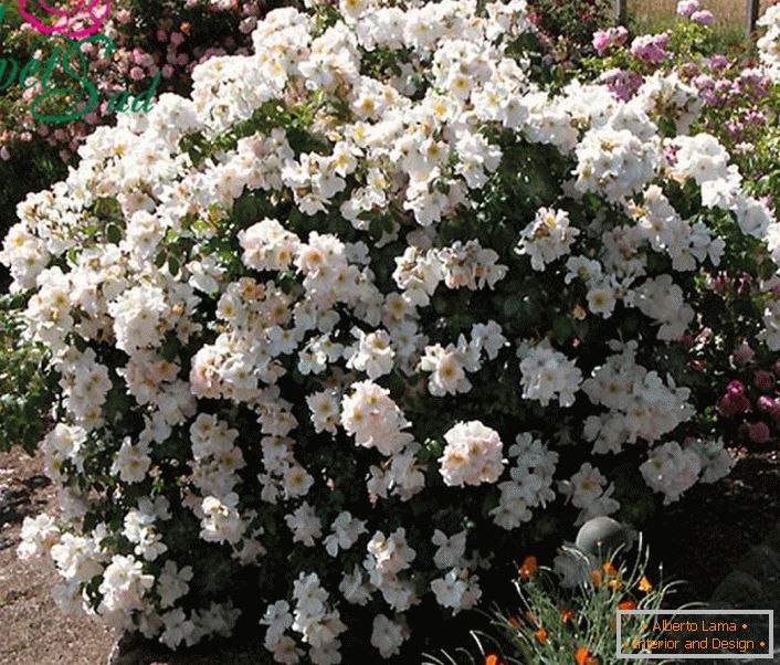 A fehér rózsa illatos bokora egyfajta Sally Holmes.