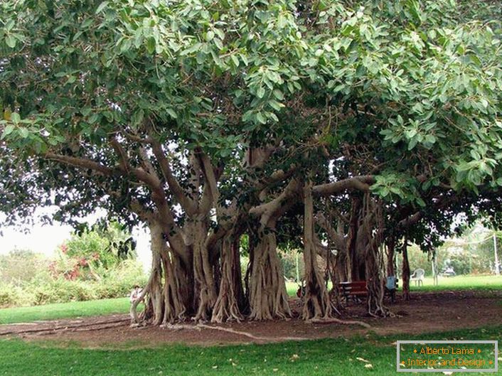 A bengáli ficus egy Tutov család egyik fája, meleg Indiában, Thaiföldön, Srí Lanka-ban, Bangladesben nő. Kedvező körülmények között, vagy ember által előállított, a bengáli ficus hatalmas dimenziókat ér el a fa vízszintes rúdjaiból levezetett leereszkedő légcsövek miatt. A gyökerek leereszkednek, és ha nem szárítják meg a gyökeret, a fa szélesebbé válik. Az ilyen fa koronájának kerülete eléri a 600 métert.