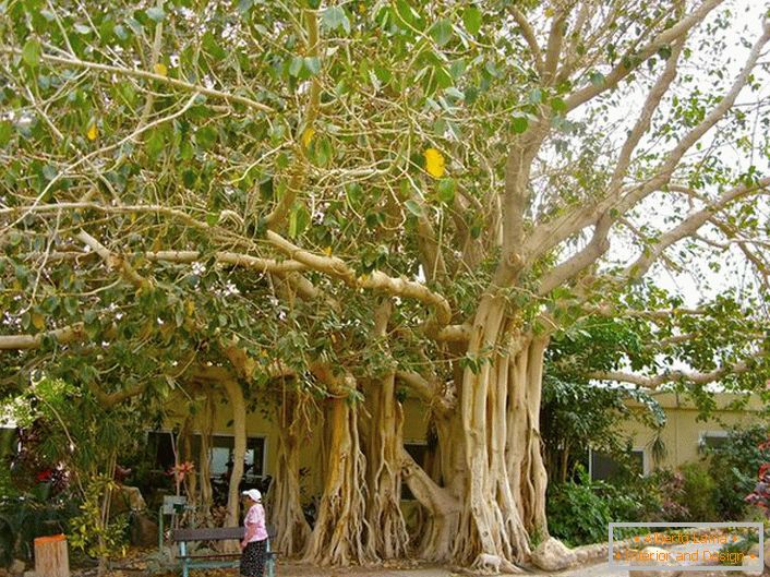 Thaiföldön a ficust szent fa és szimbólum ábrázolja az ország karjai.