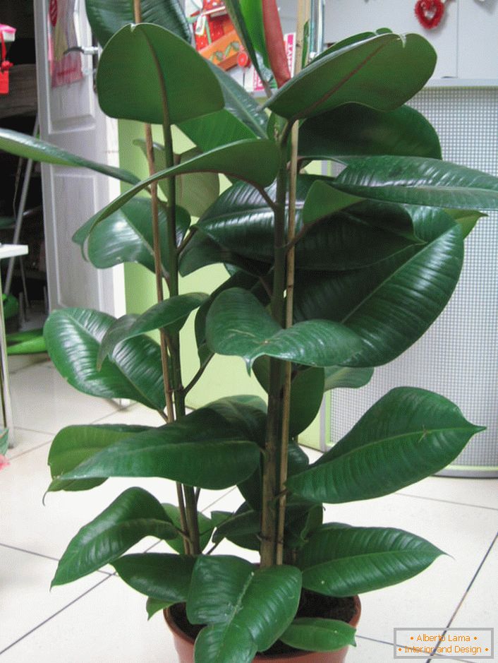 A Ficus gumi.