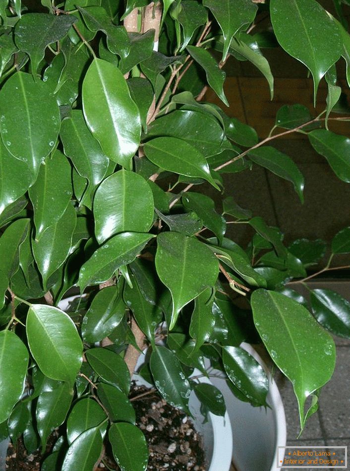 Ficus Benjamin. Egy treelike növény, amelyből a szerelmesei finoman bonsai (a növekvő törpefák művészete dekoratív célokra).