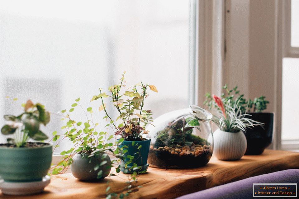 Növények a nappali belsejében