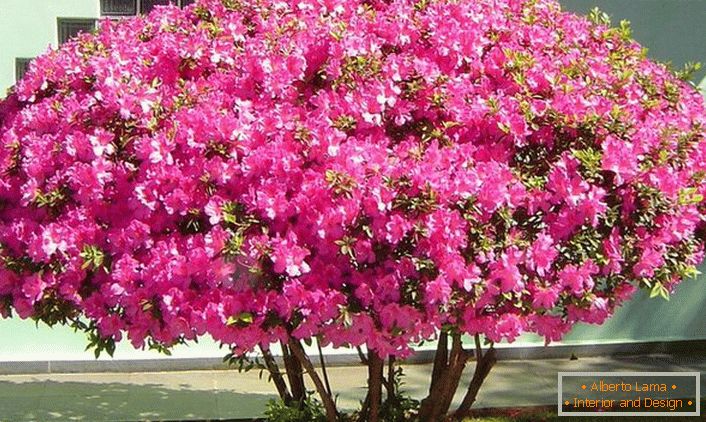 A petunia népszerűsége a kertészek körében dekoratív tulajdonságokkal, sokféle színnel, geometrikus alakzatokkal határozza meg. 
