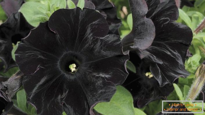 Petunia arisztokrata fekete színű fekete velvet.