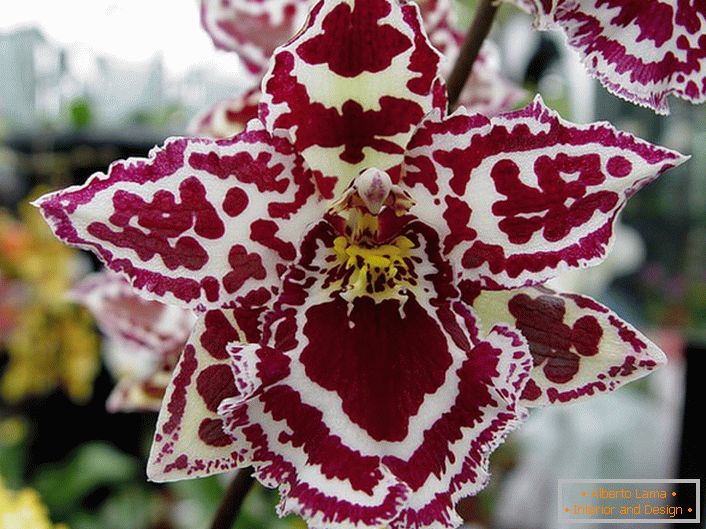Díszítő orchidea