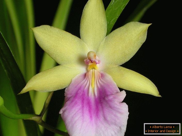 Orchidea vértes