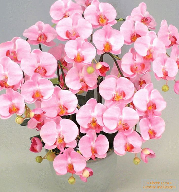 Rózsaszín orchidea