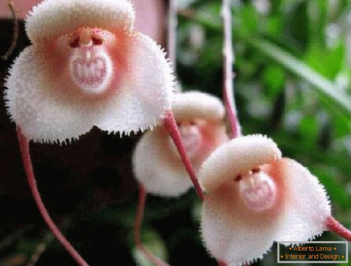 Orchidea az Amazonas partjainál