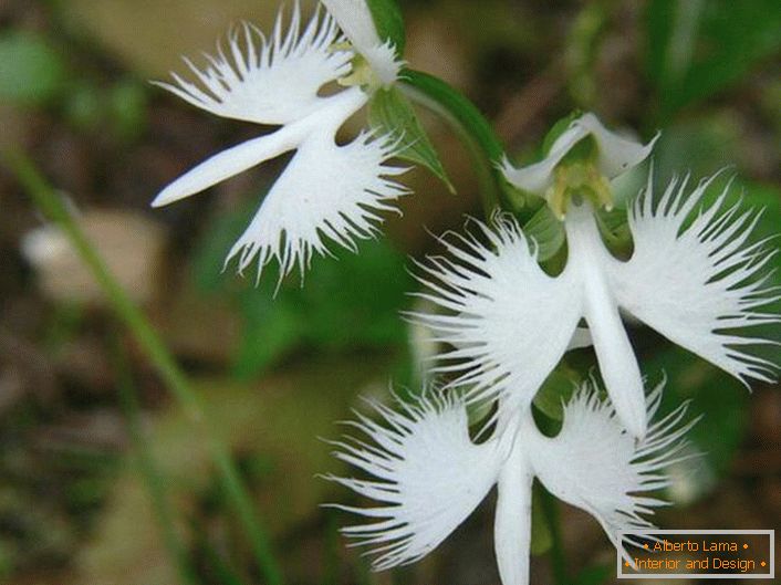 Egy meglepően szokatlan virág, amely fehér gólyára hasonlít. Az orchidea japán.