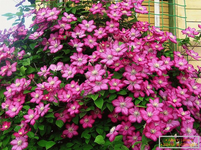 Clematis fényes rózsaszínű színe díszíti a villa sarkát. A modern nyári lakosok kedvenc virága. 