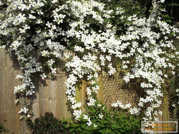Clematis virágok fehérek a kerti kerítésen.