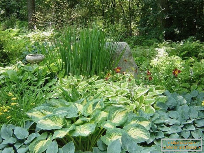 A kert árnyas része a cserje megfelelő választékával, egy lédús zöld szigeten és nyugodt virágszíneken.
