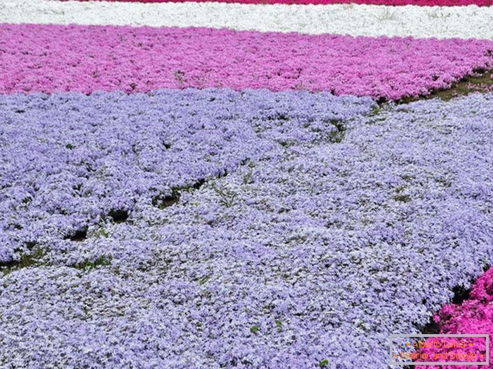 A személyes ábrázolás népszerű változata a phlox szőnyeg. Ugyanakkor a kompozíció összetételére különböző színű virágzást lehet alkalmazni.