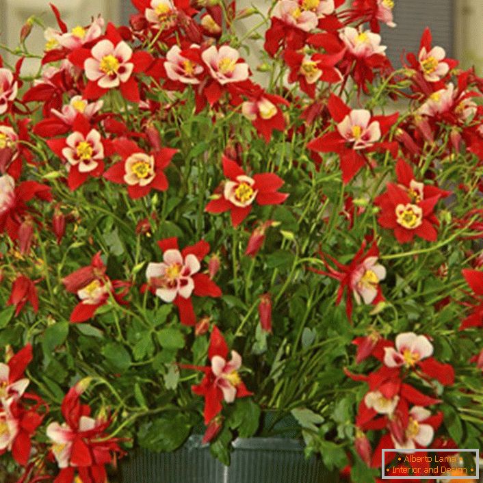 piros virágok aquilegia