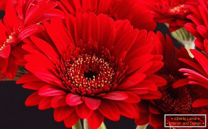 Fényes vörös gerbera virágok