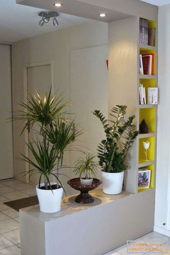 eredeti szobanövények a folyosó belsejében, fotó 13