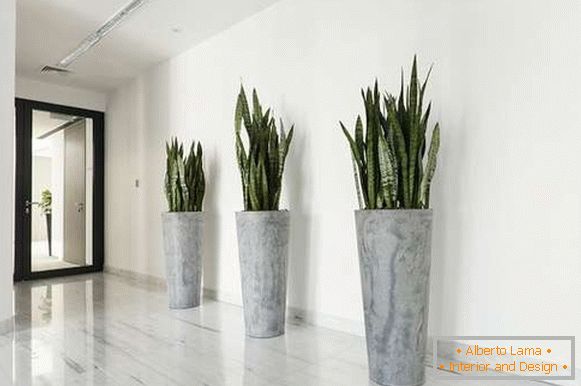 növények a belső térben, fénykép 57