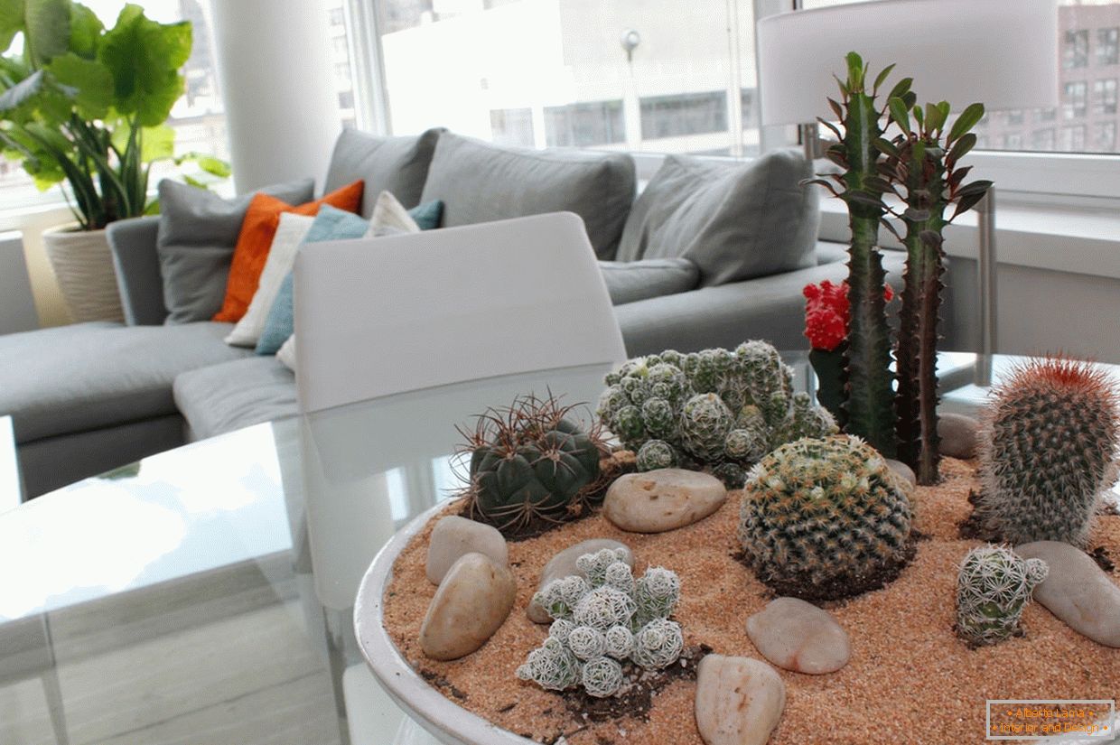 kaktuszok в интерьере квартиры
