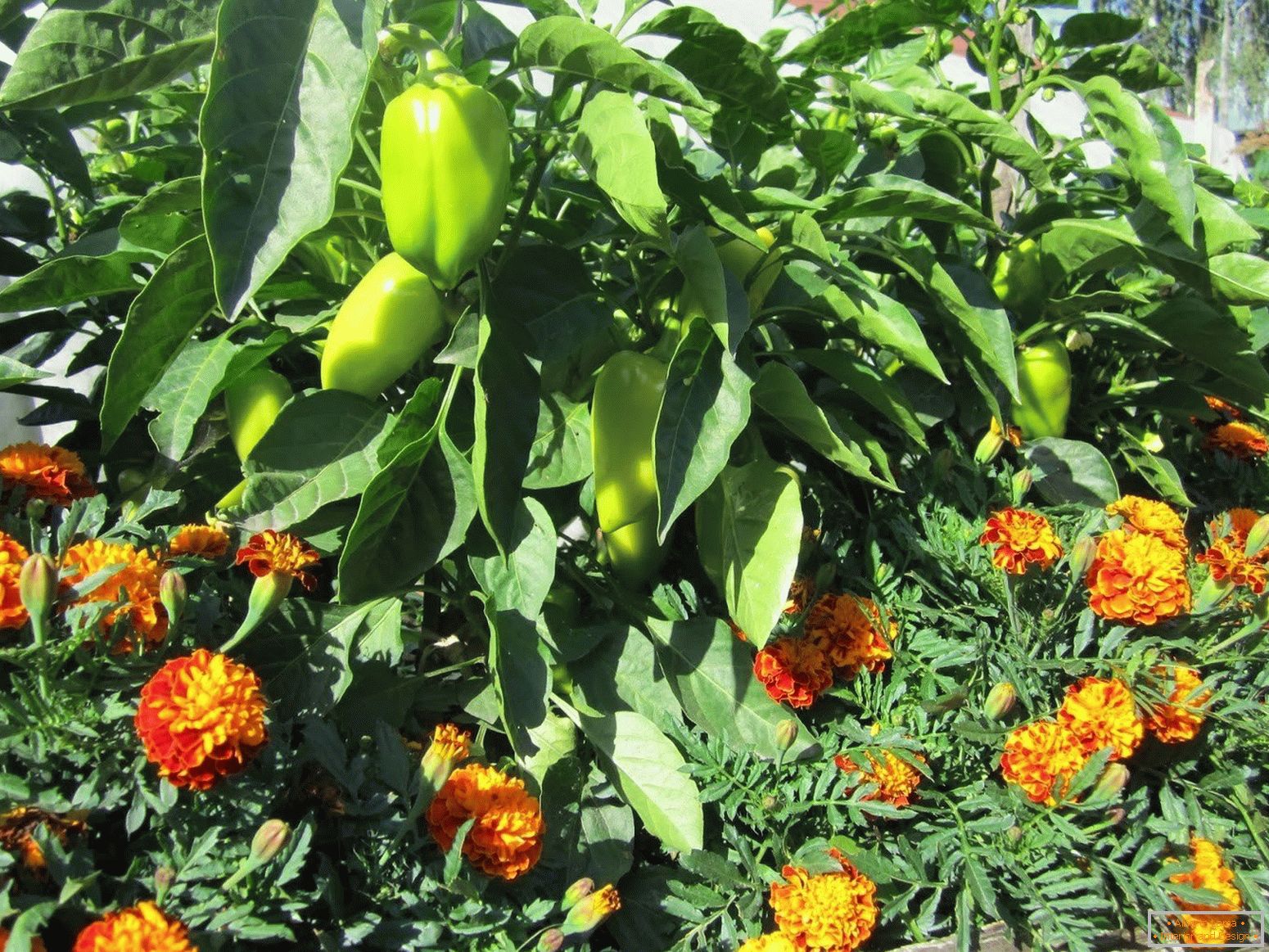 Marigoldok megvédik a növényeket a kártevők ellen