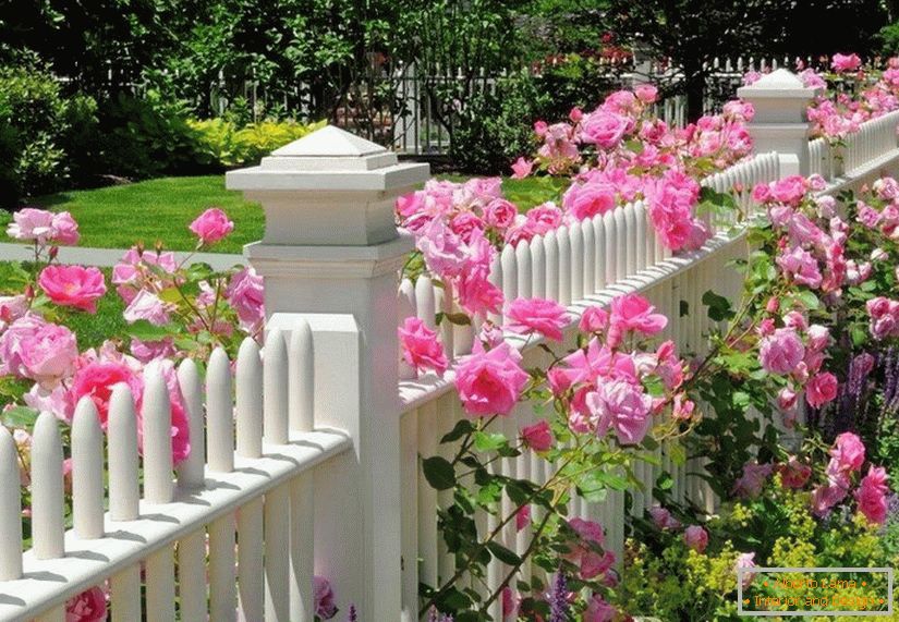 Rózsafüzér a kerítés mentén