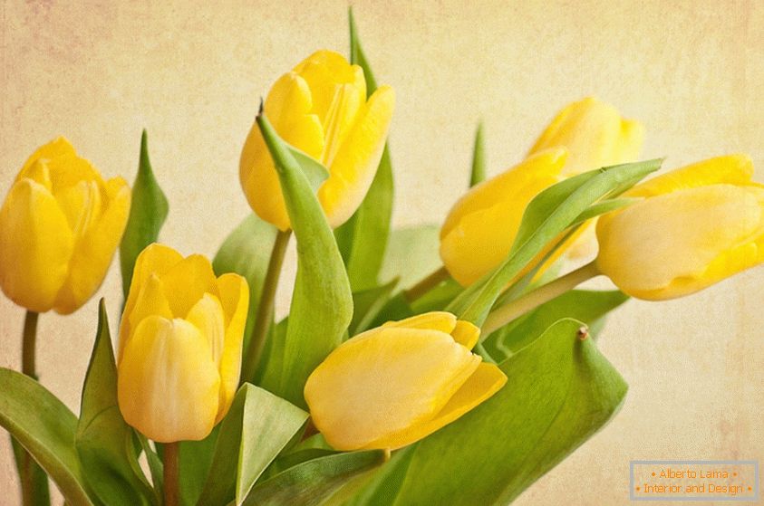 Sárga tulipán csokor