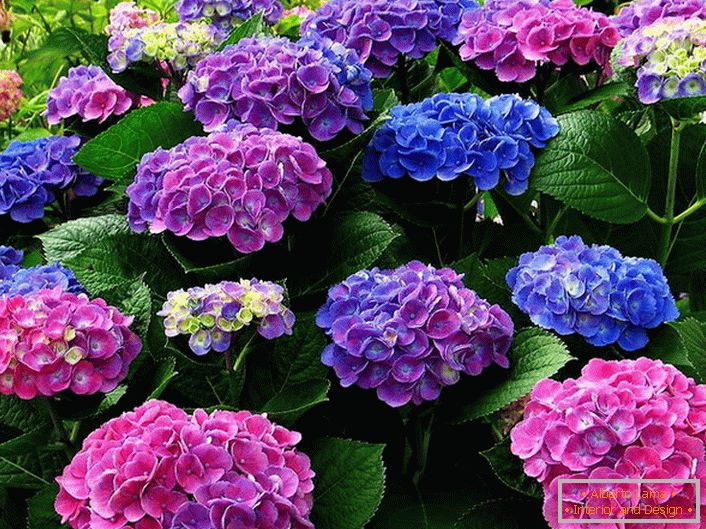 A hortenzia sokszínű virágzása. A kék, rózsaszín, lila virágok harmonikusan összefonódnak egymással.