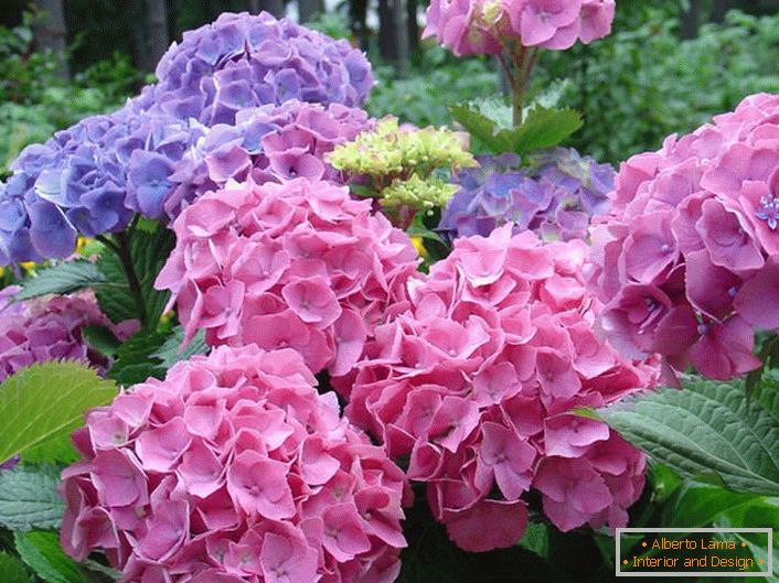 Halvány rózsaszín és halvány lila virágzat kedvelt a modern kertészek között.