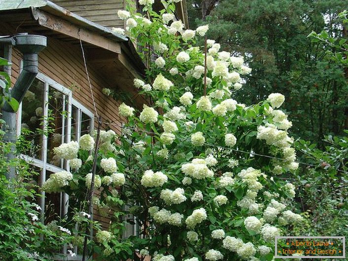 Egy magas bokor hortenzia petiolate buja fehér virágzat.