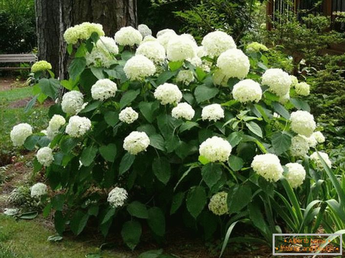 A klasszikus, nagy fehér virágzatú hortenziafa bokor kiváló dekoráció a ház küszöbén.