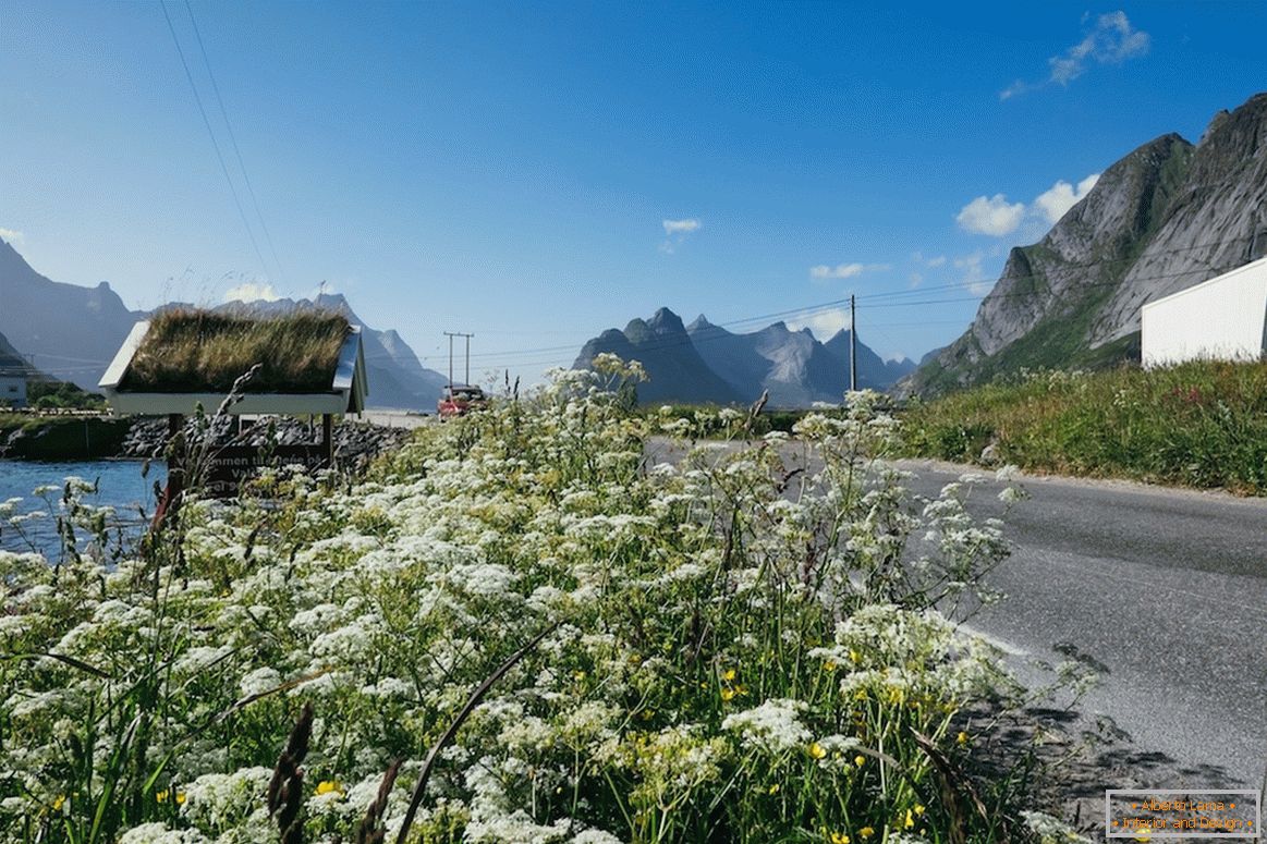 Gyönyörű virágföldek Norvégiában