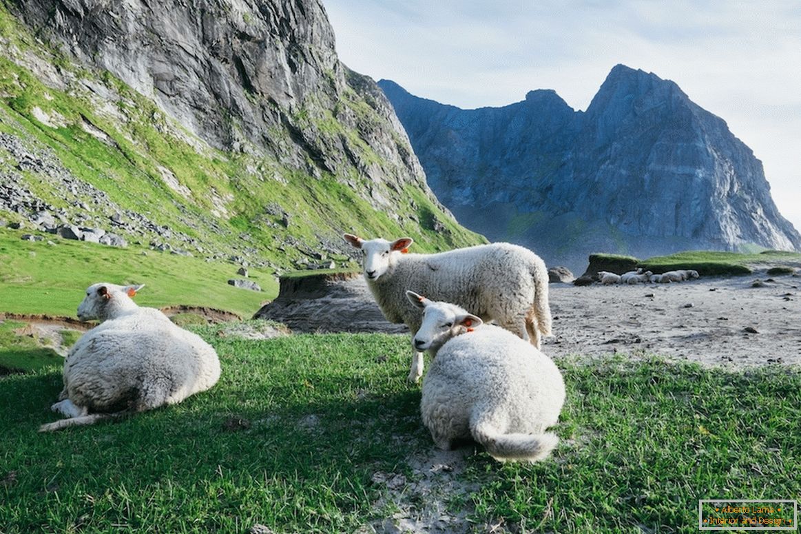 A juhállomány Norvégiában