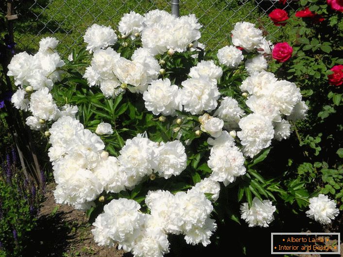 A kerti terület bájos menyasszonya - hófehér rózsák a bazsarózsa.