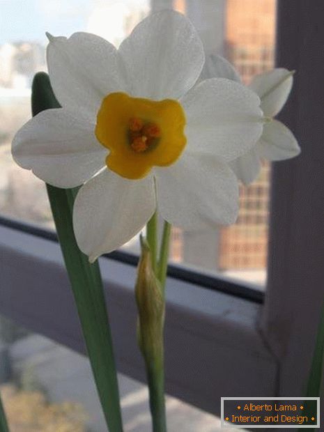 Narcissus virágja
