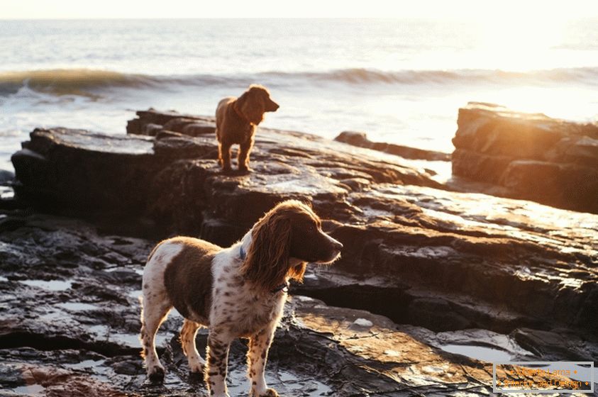 Kutyák a parton