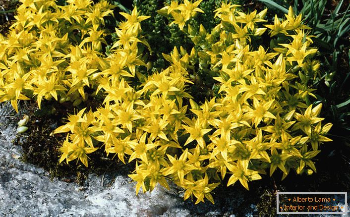A díszcserjék egyik faja közül az élénk sárga virágzások akrid scoria.