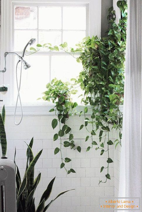 Növények a tervezés a fürdőszoba