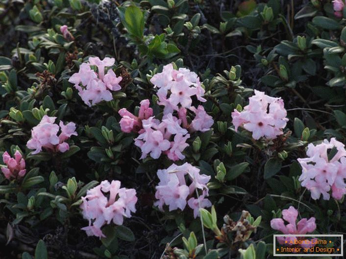 Virágzó rhododendron