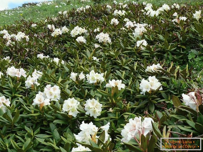 A Kaukázus rhododendrona